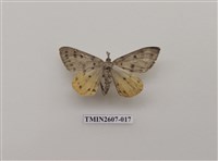 藏品(尺蛾123)的圖片